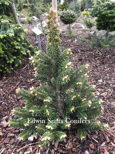 Abies balsamea 'Treehaven Dwarf'